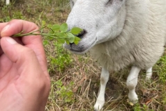 lampaat