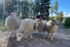 lampaat-lastenkoti-valo