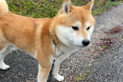 lemmikki